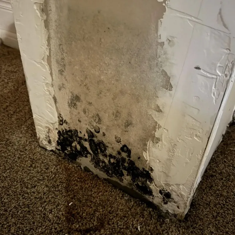 Professional Mold Removal in Kensington, CA